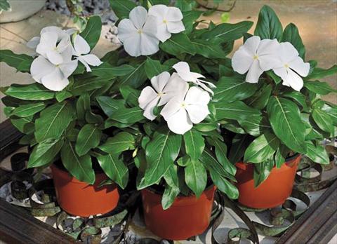Foto de variedad de flores para ser usadas como: Maceta y planta de temporada Catharanthus roseus - Vinca Cora F1 White