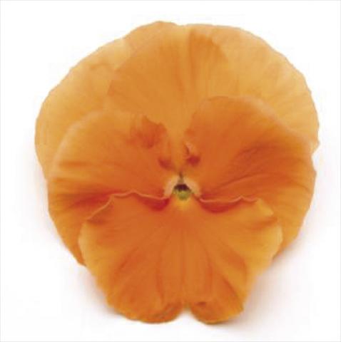 Foto de variedad de flores para ser usadas como: Maceta y planta de temporada Viola wittrockiana Matrix Deep Orange