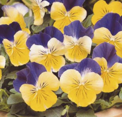 Foto de variedad de flores para ser usadas como: Maceta y planta de temporada Viola wittrockiana Matrix Morpheus