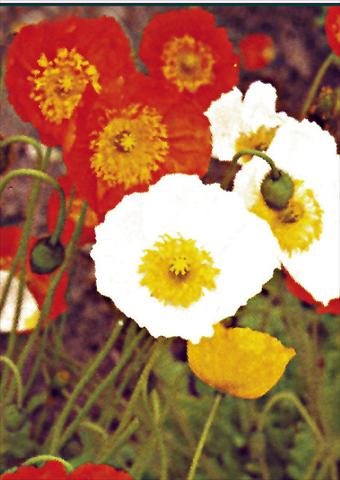 Foto de variedad de flores para ser usadas como: Planta de temporada / borde del macizo Papaver nudicaule Gartenzwerg