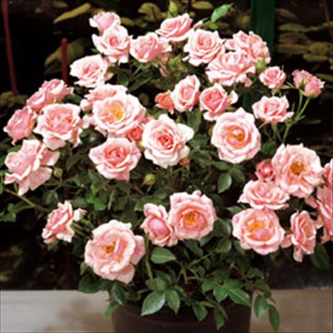 Foto de variedad de flores para ser usadas como: Maceta Rosa floribunda Pink Meillandina