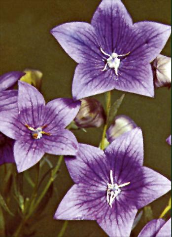 Foto de variedad de flores para ser usadas como: Planta de temporada / borde del macizo Platycodon grandiflorus Fuji Blue
