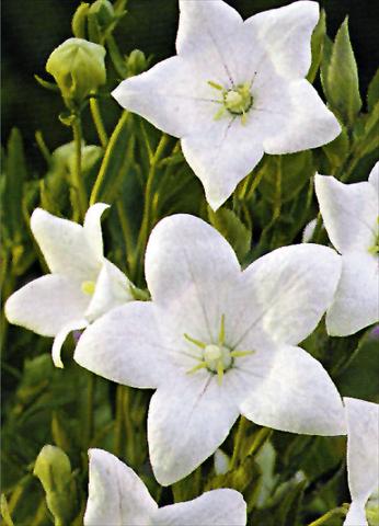 Foto de variedad de flores para ser usadas como: Planta de temporada / borde del macizo Platycodon grandiflorus Fuji White