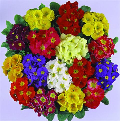 Foto de variedad de flores para ser usadas como: Maceta y planta de temporada Primula acaulis, veris, vulgaris Bellissima F1 Mix