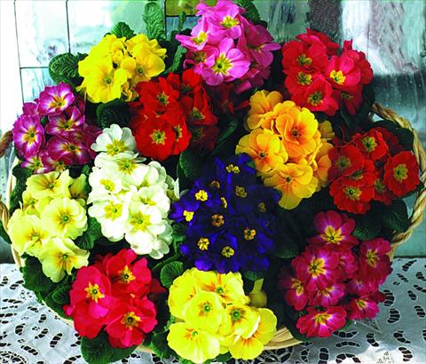 Foto de variedad de flores para ser usadas como: Maceta y planta de temporada Primula acaulis, veris, vulgaris Fantastica F1 Mix