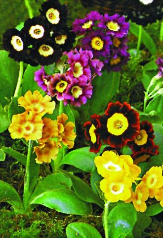 Foto de variedad de flores para ser usadas como: Maceta y planta de temporada Primula x pubescens Exibition Blue