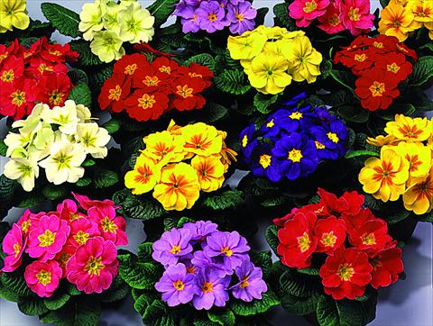 Foto de variedad de flores para ser usadas como: Tarrina de colgar / Maceta Primula acaulis, veris, vulgaris Unistar F1 Mix