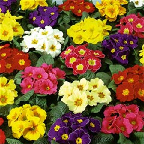 Foto de variedad de flores para ser usadas como: Maceta y planta de temporada Primula acaulis, veris, vulgaris Eblo F1 Mix
