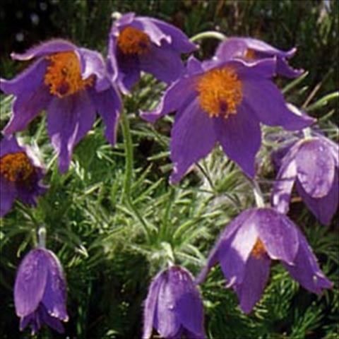 Foto de variedad de flores para ser usadas como: Planta de temporada / borde del macizo Pulsatilla vulgaris Blaue Glocke
