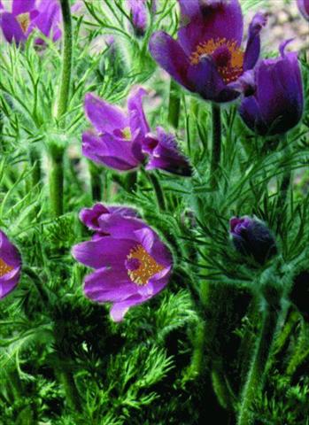 Foto de variedad de flores para ser usadas como: Maceta y planta de temporada Pulsatilla vulgaris Rote Glocke