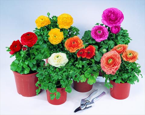 Foto de variedad de flores para ser usadas como: Maceta Ranunculus asiaticus Pratolino F1 Mix