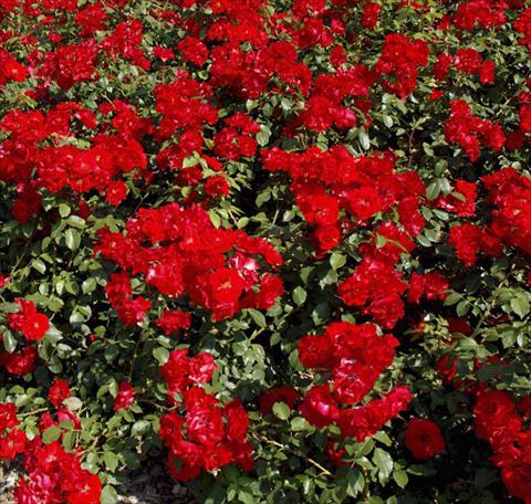 Foto de variedad de flores para ser usadas como: Planta de temporada / borde del macizo Rosa paesaggistica La Sevillana