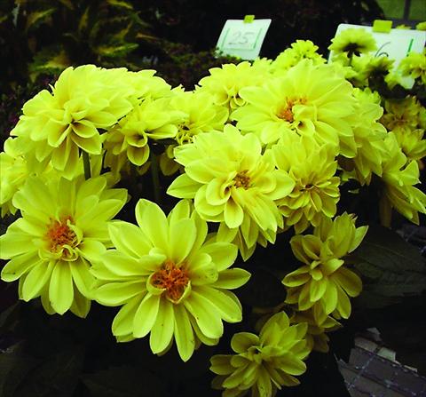 Foto de variedad de flores para ser usadas como: Maceta y planta de temporada Dahlia Royal Dahlietta Margaret