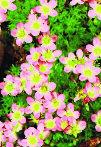 Foto de variedad de flores para ser usadas como: Maceta y planta de temporada Saxifraga x arendsii Bluetenteppich
