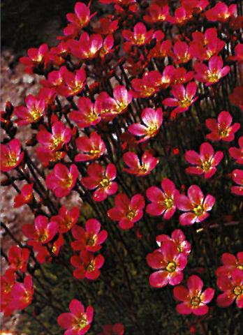 Foto de variedad de flores para ser usadas como: Maceta y planta de temporada Saxifraga x arendsii Purpurteppich