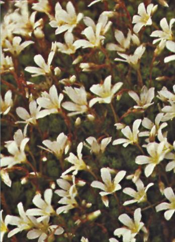 Foto de variedad de flores para ser usadas como: Maceta y planta de temporada Saxifraga x arendsii Schneeteppich