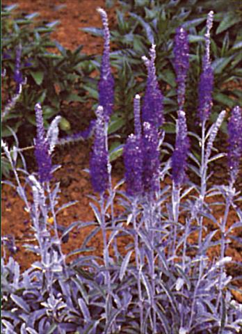 Foto de variedad de flores para ser usadas como: Planta de temporada / borde del macizo Veronica spicata Blauteppich