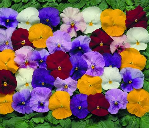 Foto de variedad de flores para ser usadas como: Maceta y planta de temporada Viola wittrockiana Dynamite F1 Mix