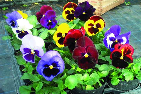 Foto de variedad de flores para ser usadas como: Maceta y planta de temporada Viola wittrockiana Power F1 Mix