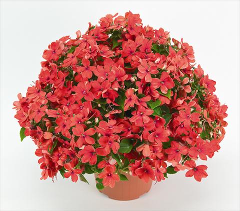 Foto de variedad de flores para ser usadas como: Maceta y planta de temporada Impatiens walleriana Cheeky Sparkling Orange