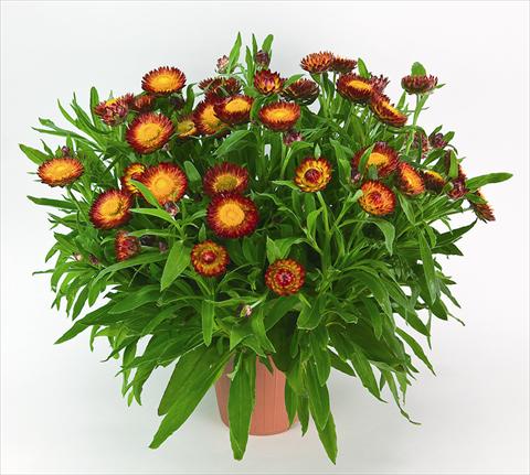 Foto de variedad de flores para ser usadas como: Maceta y planta de temporada Helichrysum (Bracteantha) Helica Bicolor Orange