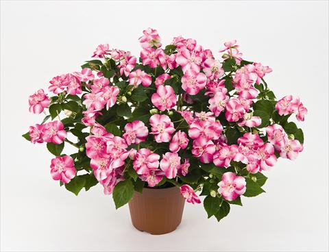 Foto de variedad de flores para ser usadas como: Maceta y planta de temporada Impatiens walleriana Musica Bicolor Pink