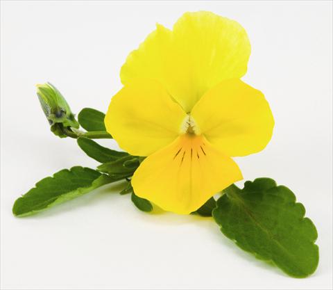 Foto de variedad de flores para ser usadas como: Tarrina de colgar / Maceta Viola hybrida Friolina® Cascadiz Yellow