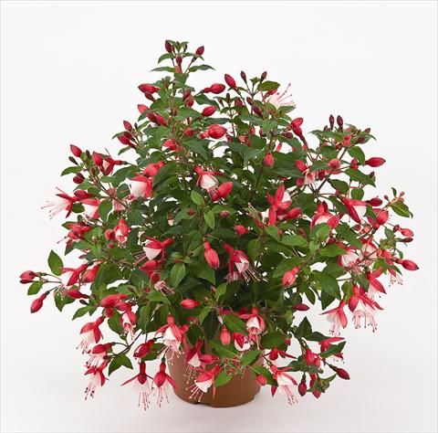 Foto de variedad de flores para ser usadas como: Maceta y planta de temporada Fuchsia Diva™ Cherry/White