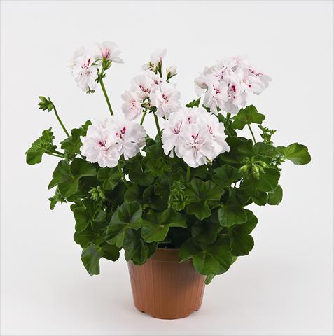 Foto de variedad de flores para ser usadas como: Maceta y planta de temporada Pelargonium peltatum Costa Daurada White