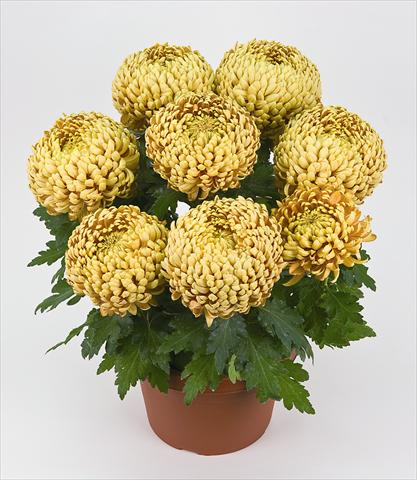 Foto de variedad de flores para ser usadas como: Maceta Chrysanthemum Globus Sharki