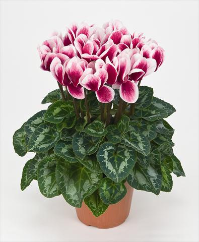 Foto de variedad de flores para ser usadas como: Maceta Cyclamen persicum Halios® Fantasia  Magenta