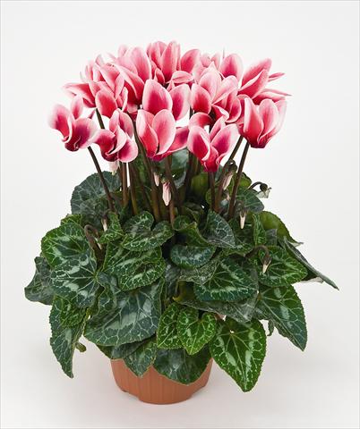 Foto de variedad de flores para ser usadas como: Maceta Cyclamen persicum Tianis® Fantasia Saumon