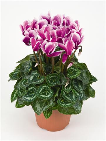 Foto de variedad de flores para ser usadas como: Maceta Cyclamen persicum Tianis® Fantasia Violet