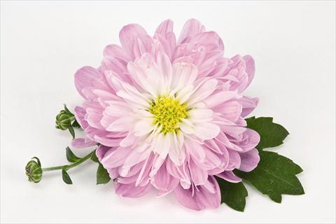 Foto de variedad de flores para ser usadas como: Maceta y planta de temporada Chrysanthemum Golette® Tulsa