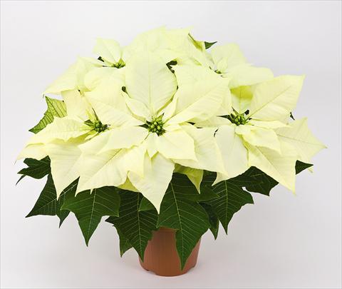 Foto de variedad de flores para ser usadas como: Maceta Poinsettia - Euphorbia pulcherrima Cristallo