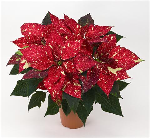 Foto de variedad de flores para ser usadas como: Maceta Poinsettia - Euphorbia pulcherrima Primero Glitter