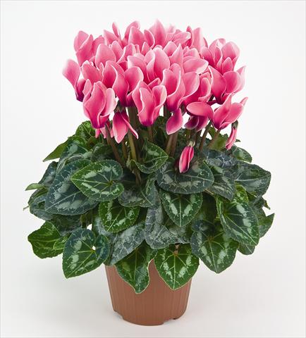 Foto de variedad de flores para ser usadas como: Maceta y planta de temporada Cyclamen persicum Tianis® Fantasia Fuchsia