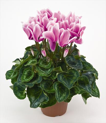 Foto de variedad de flores para ser usadas como: Maceta y planta de temporada Cyclamen persicum Latinia® Fantasia Cattleya