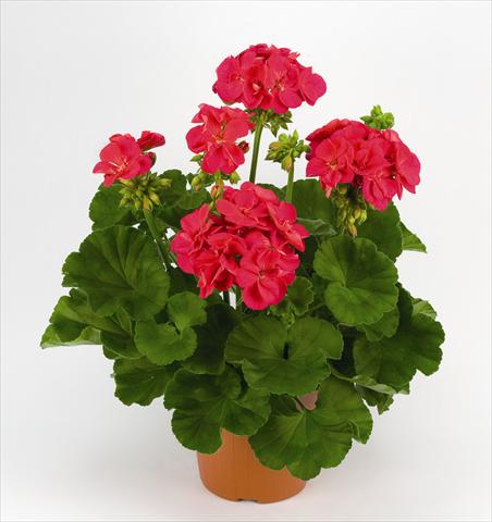 Foto de variedad de flores para ser usadas como: Maceta y planta de temporada Pelargonium zonale Costa Brava Cherry Red