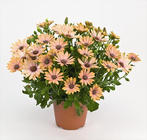 Foto de variedad de flores para ser usadas como: Maceta y planta de temporada Osteospermum Side Show Copper Apricot