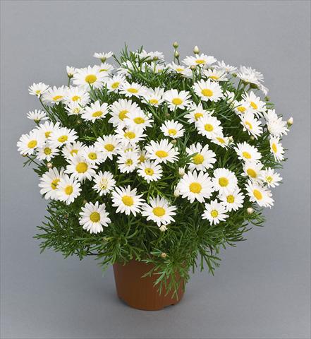 Foto de variedad de flores para ser usadas como: Maceta y planta de temporada Argyranthemum Daisy Crazy™ Maria