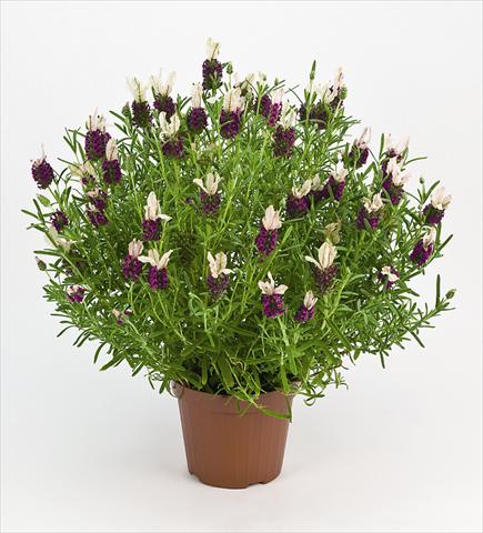 Foto de variedad de flores para ser usadas como: Maceta y planta de temporada Lavandula stoechas Bella Rouge