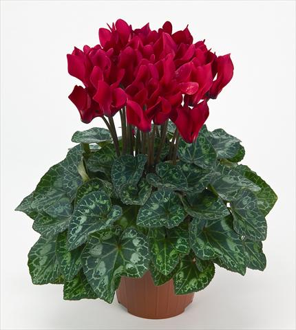 Foto de variedad de flores para ser usadas como: Maceta Cyclamen persicum mini Metis® Écarlate Compact