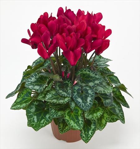 Foto de variedad de flores para ser usadas como: Maceta Cyclamen persicum mini Metis® Rouge Vif Compact