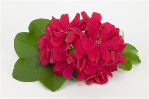 Foto de variedad de flores para ser usadas como: Tarrina de colgar / Maceta Pelargonium peltatum Costa Daurada Bright Red