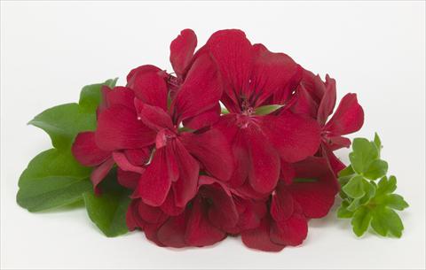 Foto de variedad de flores para ser usadas como: Tarrina de colgar / Maceta Pelargonium peltatum Costa Daurada Dark Red