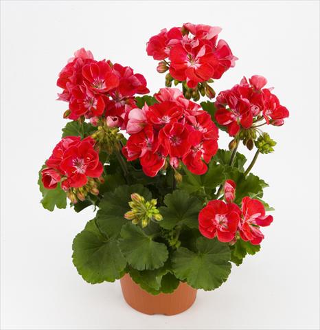 Foto de variedad de flores para ser usadas como: Maceta y planta de temporada Pelargonium zonale Dark Costa Brava Red With Eye
