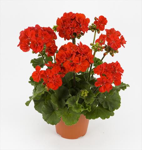 Foto de variedad de flores para ser usadas como: Maceta y planta de temporada Pelargonium zonale Dark Costa Brava Red