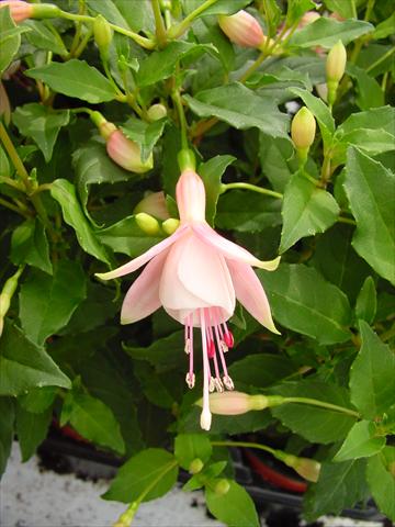 Foto de variedad de flores para ser usadas como: Maceta y planta de temporada Fuchsia Diva™ Bridal Pink