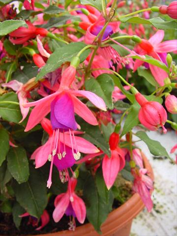 Foto de variedad de flores para ser usadas como: Maceta y planta de temporada Fuchsia Diva™ Rose/Purple
